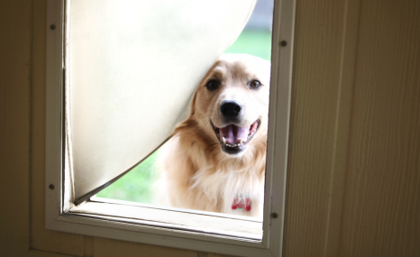 A happy dog coming in through a Petaway dog door installed by My Security Door